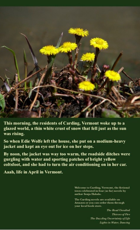 SH-Coltsfoot