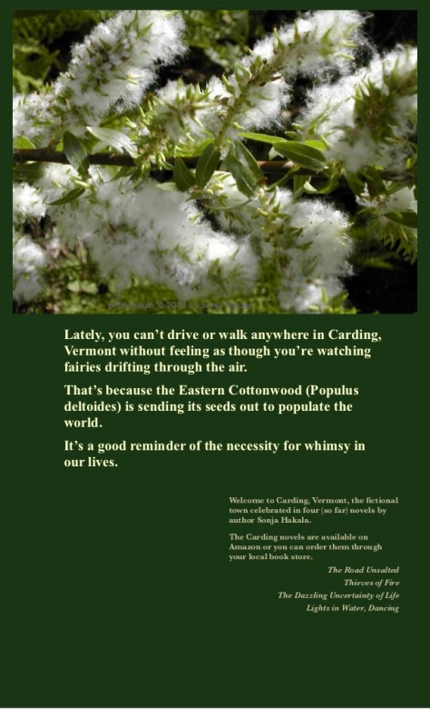 SH-Cottonwood in seed