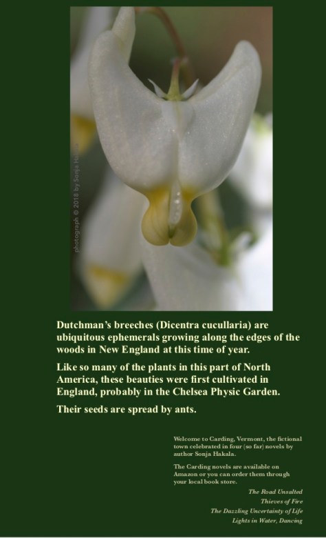 SH-Dutchman's breeches