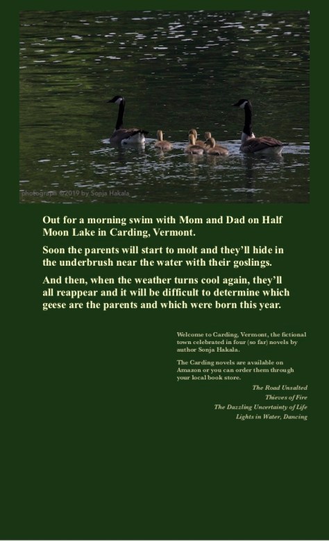 SH-Geese and goslings