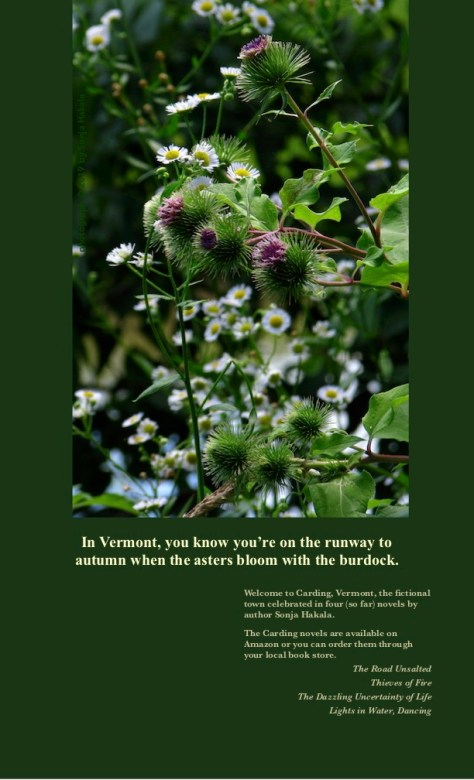 SH-Burdock and asters