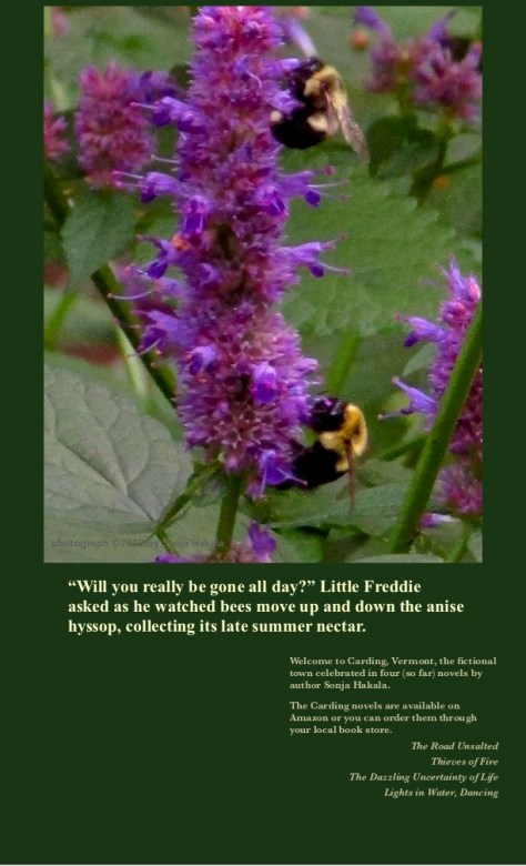 Bees on anise hyssop
