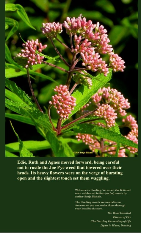 SH-Joe Pye weed in bud