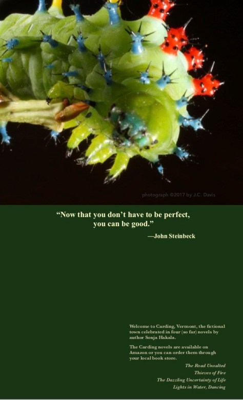 SH-Cecropia caterpillar