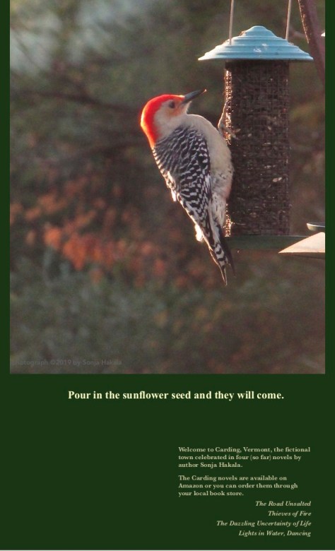 SH-Woodpecker at bird feeder