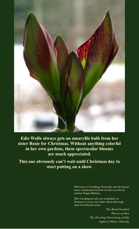 SH-Red amaryllis bud