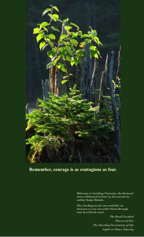SH-Small pine tree in Grafton Pond 1-15-2020