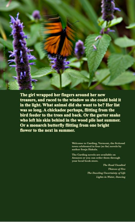 SH-Monarch on zinnia