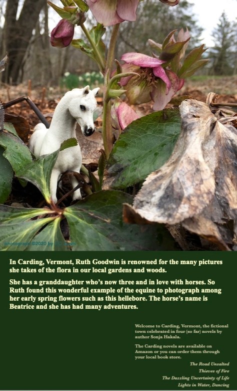 SH-Beatrice in hellebore